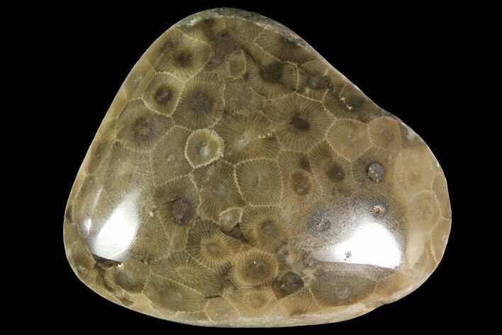 Polished Petoskey Stone (Fossil Coral) - Michigan #156131